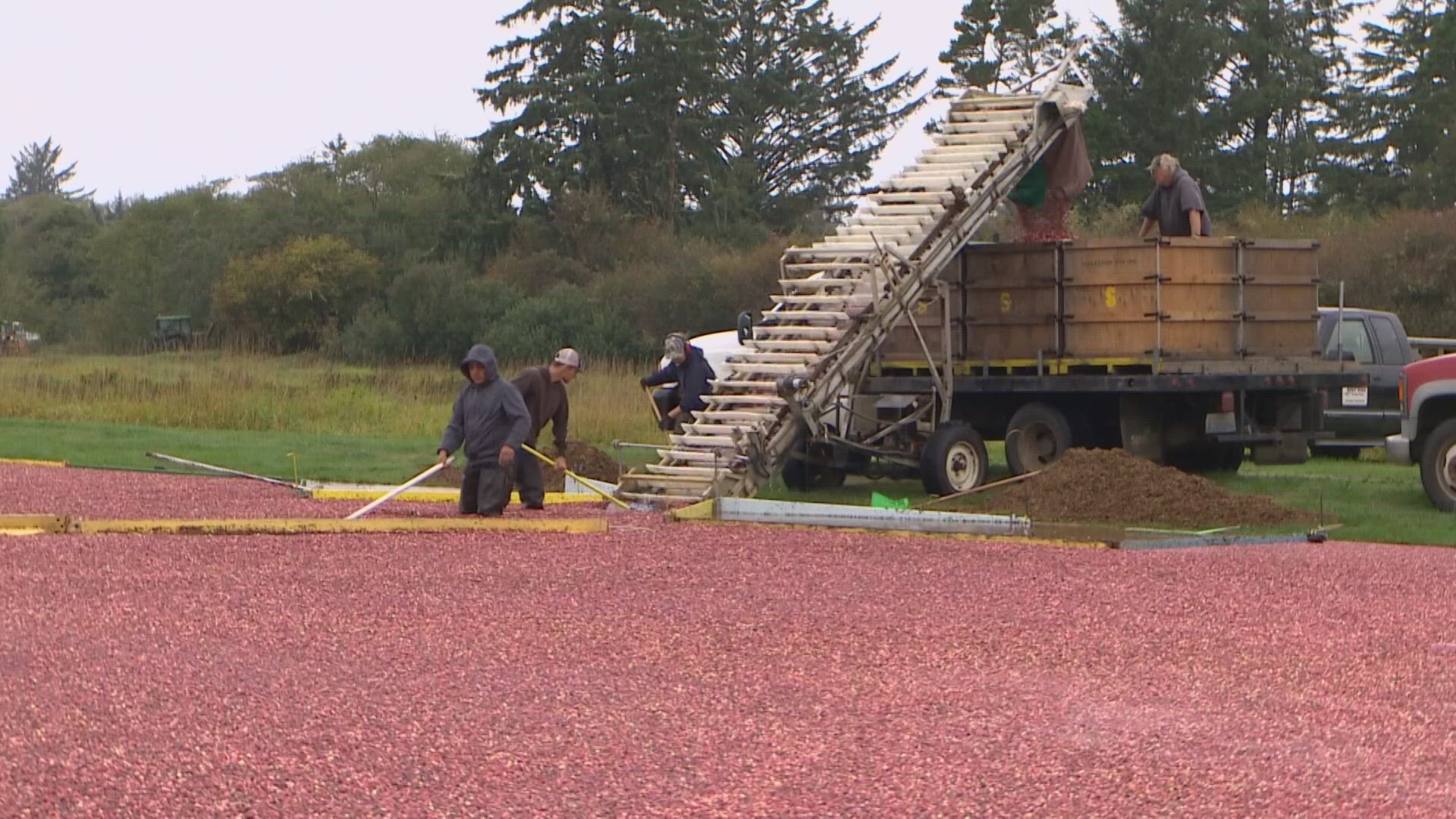 KING 5 got a look at a "wet harvest," and found out how environmental factors impact the process.
